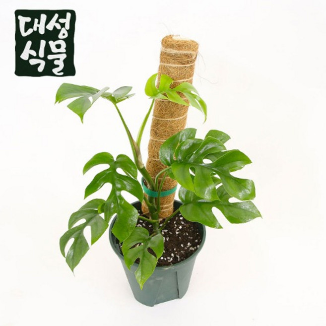 수태봉 식물지지대 몬스테라 지지대 연결형 코코봉 코코넛봉 40cm 대성식물, 1개