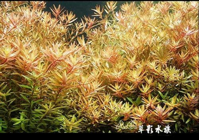 AC草影 - 主景、後景水草 紅色水草, 1個, 紅宮廷（水上葉）二十株
