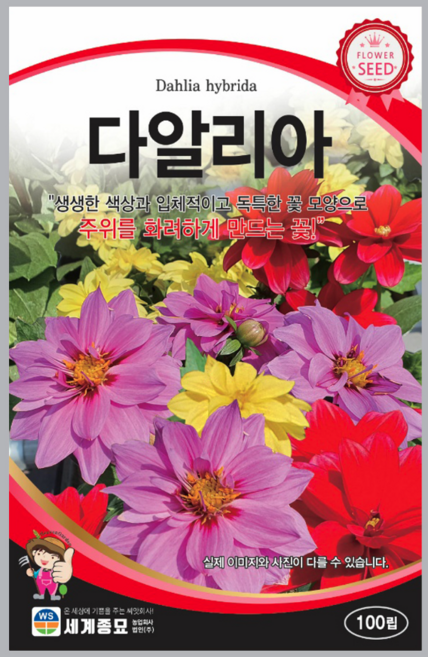 다알리아 씨앗 100립, 1개