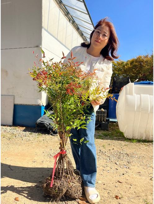 광일농원 남천 분 5주 묶음, 5개