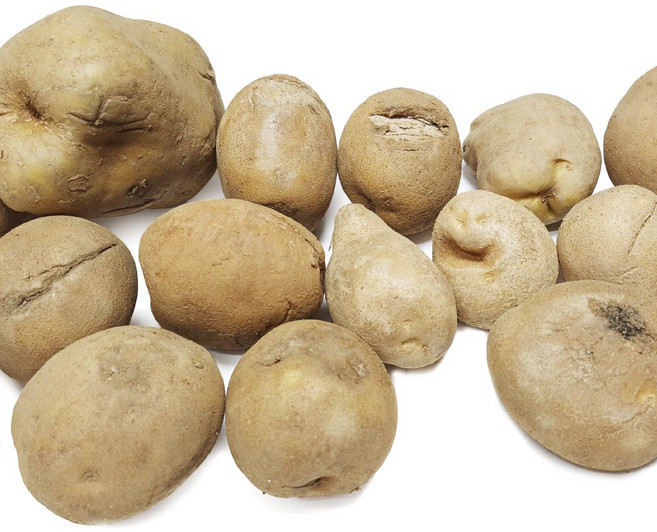 국내산 25년 포슬포슬 감자, 1개, 못난이 10kg