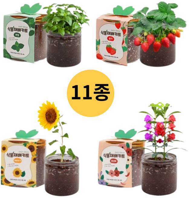 모두니 미니텃밭 식물제배키드 4개세트, 방울토마토