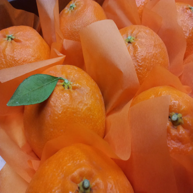 프리미엄 명절 선물세트 레드향 대5kg (선물가방) 9-18과, 선물용 대 5kg 9-18과(보자기포장), 1박스