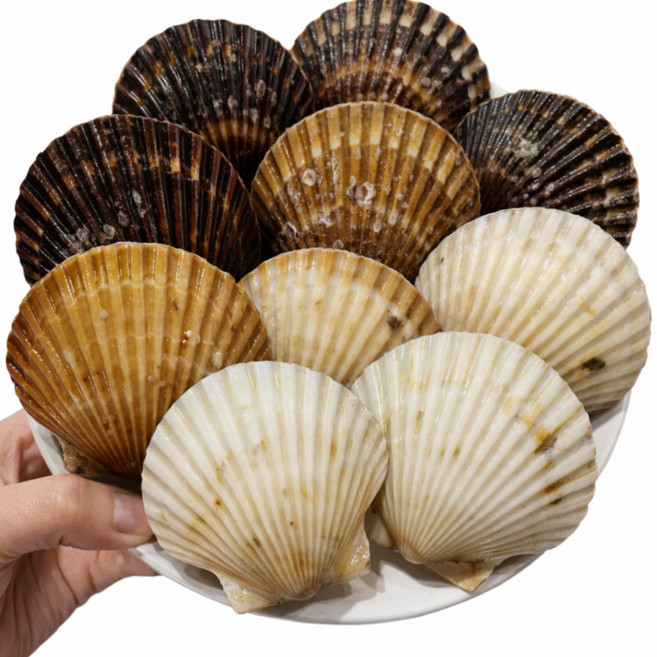 신품종 통영산 통통 흑백가리비 꽃게맛 가리비, 1개, 1kg(20미내외)