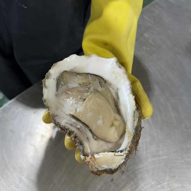 [제니네 제철과일] 통영 산지직송 자연산 바위굴 1kg 5kg 10kg 벚굴, 1개, 1개 바위굴 5kg (5~8미 내외)