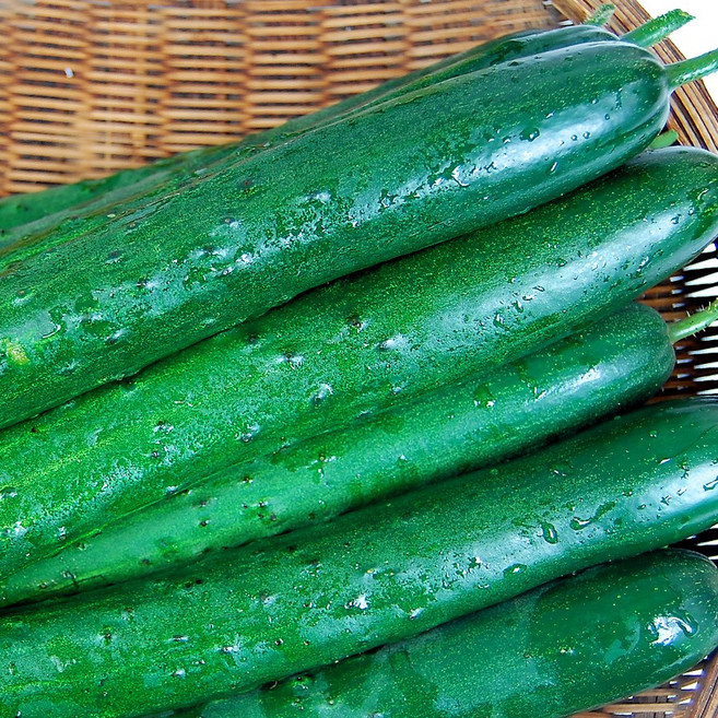 지리산 구례 취청오이 청오이 특품 5kg 10kg 게르마늄 농장 직송, 구례취청오이 10kg, 1박스, 10kg(45개내외)