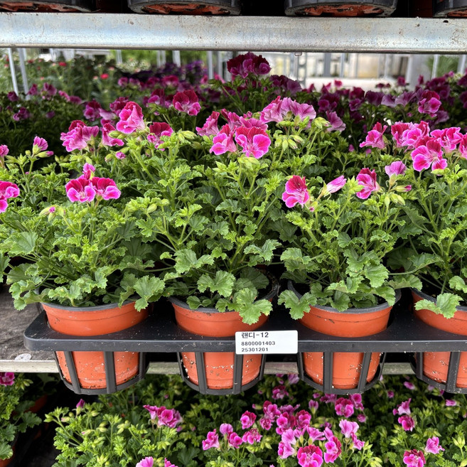 플랜츠영 2개발송 색상랜덤 랜디제라늄 소품 15~25cm 35