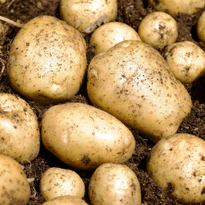 [26년 햇감자] 포슬포슬 두백감자 산지직송 반찬용 1박스 5kg 10kg, 5kg(중)