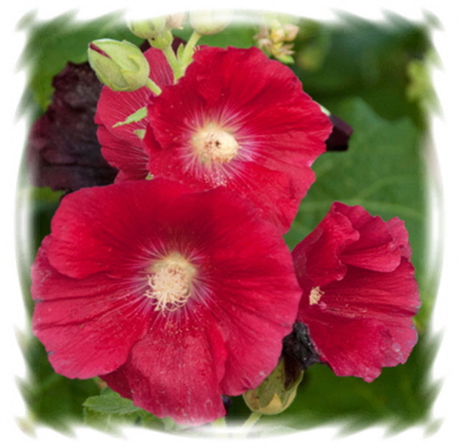 (어린모종)접시꽃-스포트라이트 마스매직 8cm분 4개 희귀 꽃 야생화모종(HL)