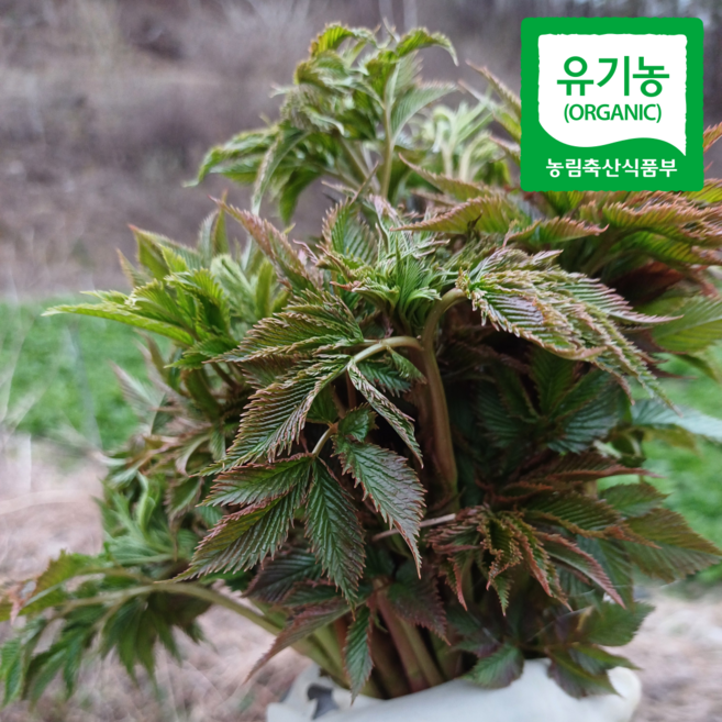 유기농 생 눈개승마 나물 2kg 고랭지 프리미엄 삼나물 승마초 강원내면(운두령) 4월15일부터 순차 발송, 1박스