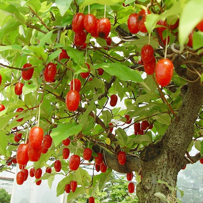 착한가격 나무생각 / 뜰보리수나무 / 1.5~1.8m / 결실주, 보리수, 1개