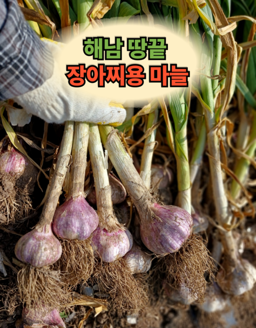 26년 해남 장아찌용마늘 통마늘 햇마늘, 50개, 특