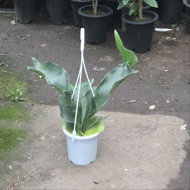 박쥐란 행잉 중품 공중식물 반려식물 에이피플랜츠, 1개, 기본