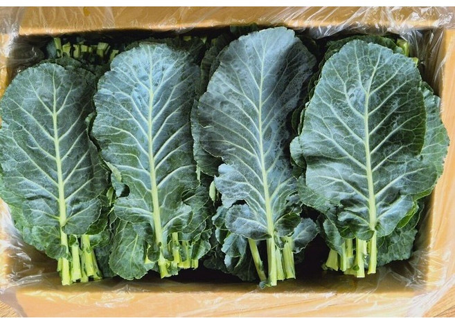 [푸른농장] 쌈케일 주스 녹즙 겸용상품 당일수확 산지직송 1kg [원산지:국산(경기도 안성시)], 1개