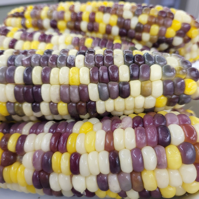 조선찰옥수수 왕백찰 왕알록이 찐 냉동 왕찰옥수수 무첨가[입점기념], 왕알록이 15개 17,900원 무첨가, 15개 4.2kg내외, 1개