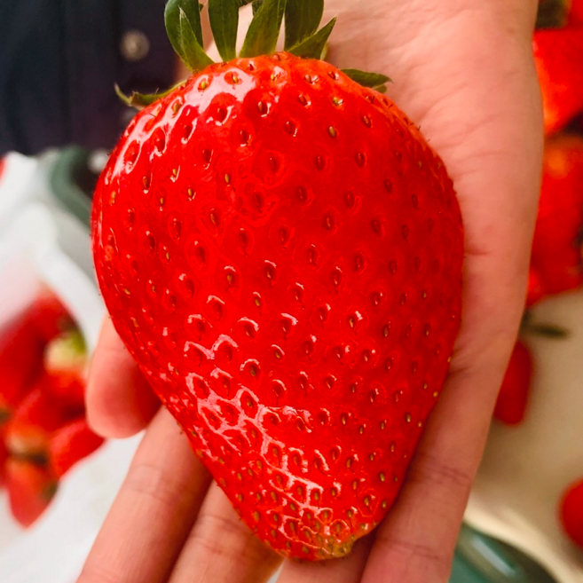 [당일수확발송100%] 제철 고당도 실속형 킹스베리 딸기, 1개, 350g