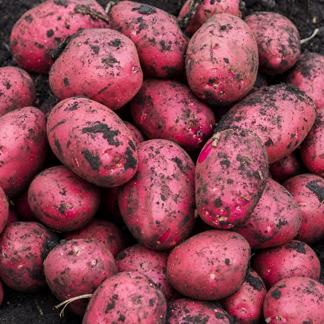 햇 알감자 수미 카스테라 자영 홍감자 자색 감자 1.5kg 3kg 5kg, 1세트, 소 1.5kg (60g 내외)