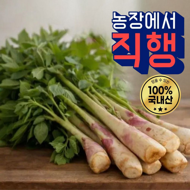 [리모나다] 프리미엄 특품 남해 땅두릅 해풍 맞은 독활 산지직송 당일수확, 1개, 300g