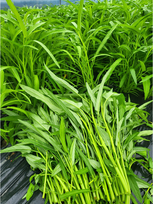 공심채 2kg /모닝글로리/rau muong/아시아 농장 송소희, 1개