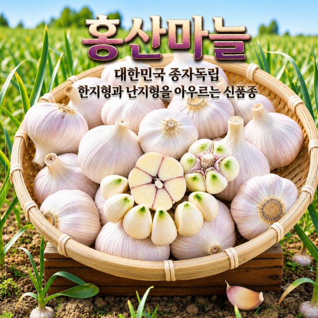 홍성 서산 직송 햇마늘 GAP 인증 육쪽햇홍산마늘, 1박스, 10kg 홍산마늘(지름 5cm 이상)