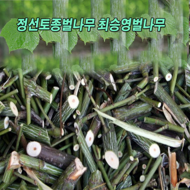 정선토종벌나무 최승영벌나무 2kg, 1개