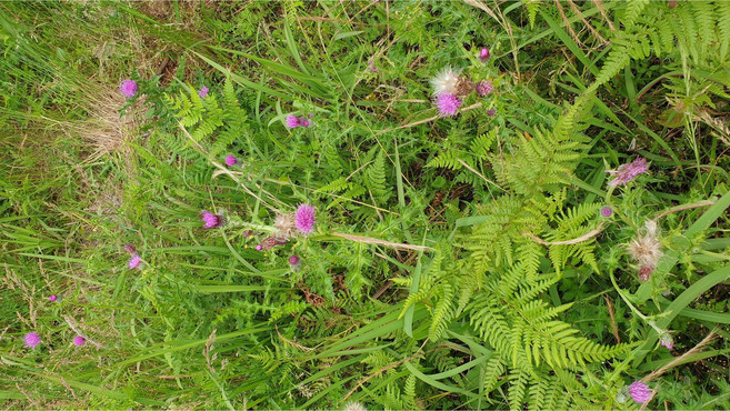 생엉겅퀴 제주엉겅퀴 가시엉겅퀴 1키로, 1kg, 1개