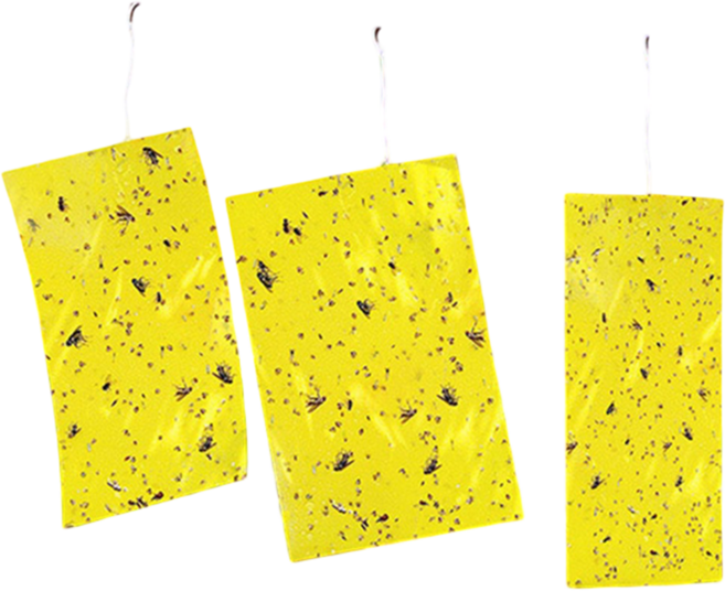 날벌레 권연벌레 퇴치 트랩 사각 끈끈이 대용량, 20x10, 100개