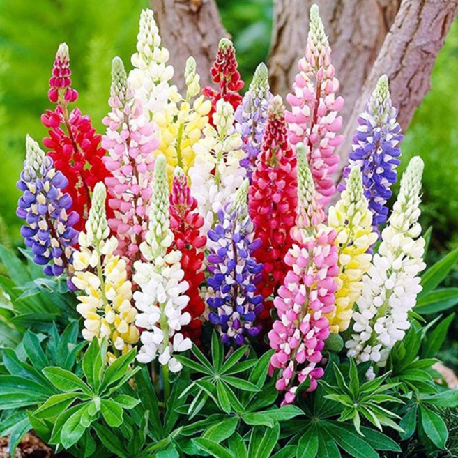 루피너스 5종 씨앗세트, 1개