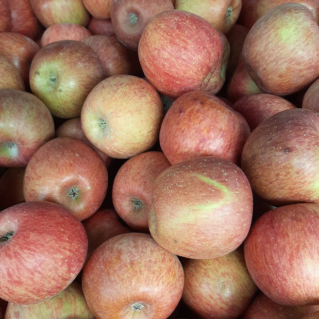 빨간 가정용 주스용 사과 8KG (당일발송), 1박스