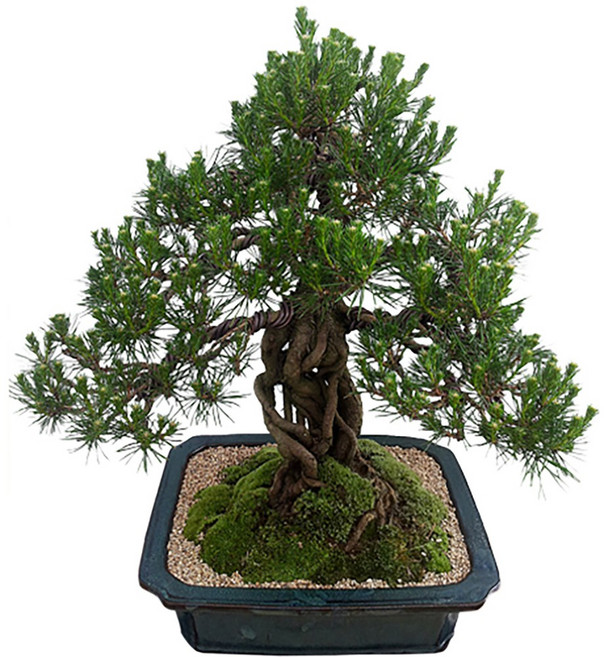 분재 선물 (해송 분재 j-0038) 전국당일발송 승진 취임 영전 인사이동 집들이 선물, 1개