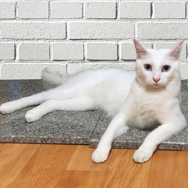 SHEE"YA 쿨대리석 강아지대리석 애견쿨방석 쿨매트, 쿨대리석/그레이, 1개