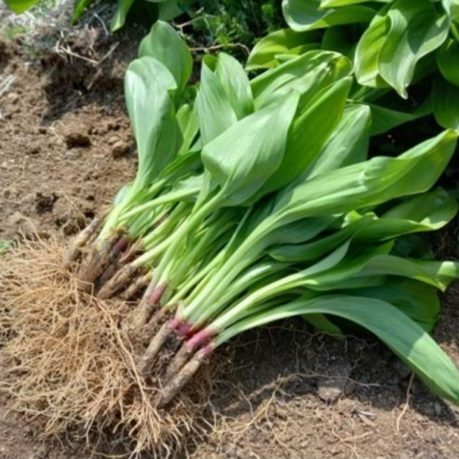 강원도 홍천 에서자란 울릉도 종 명이나물 모종 뿌리 종자 판매 토종 산마늘 잎 생잎 생채 자연산 명이모종 산나물 산명이 제철 수확 4년근 5년근 6년근 50촉 100촉, 40개