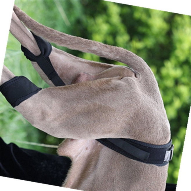 강아지 고관절 슬개골 허리 보호대 보호 교정 벨트 L, 1개, 상세페이지 참조