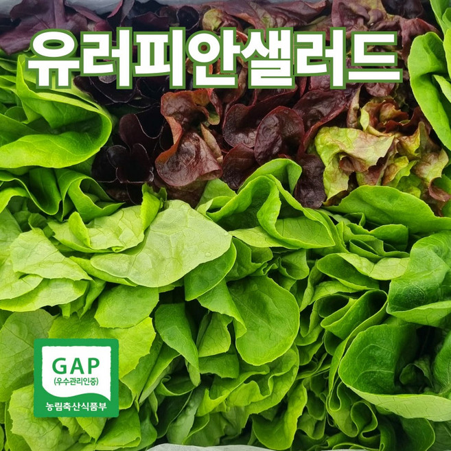 디씨웰 유러피안 샐러드 쌈채소 유럽샐러드채소 모듬쌈 유럽채소 유럽상추 GAP인증, 1kg, 1개