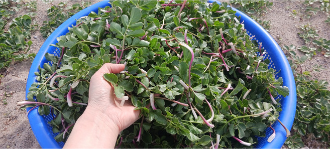 [모포해방풍] 당일수확 산지직송 방풍나물 해방풍 갯방풍나물 갯방풍 봄나물 붉은줄기 신선봄나물, 500g, 1개