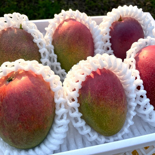 [산지직송]과일의 여왕 제주산 고당도 고품질 애플망고, 1박스, 미니애플망고 3kg