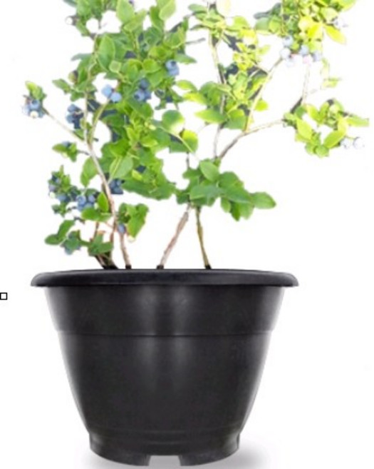 블루베리화분 흑색 대형화분 600mm
