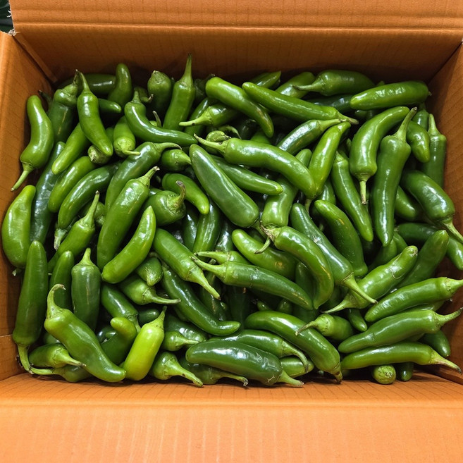 <엄뚱이네농산물> 국내산 못난이 모닝풋고추 모닝고추(상), 1박스, 5kg