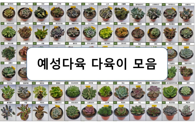 [예성다육] 2000 "중 품" 국민다육 90종 _랜덤구성_선택구성_특가_사무실화분_공기정화식물_실내가드닝_중품, A045 도태랑, 1개