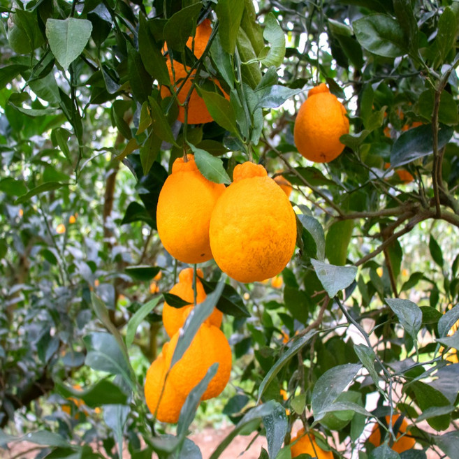 노씨고집 산지직송 제주도 정품 한라봉, 1개, 중소과 10kg