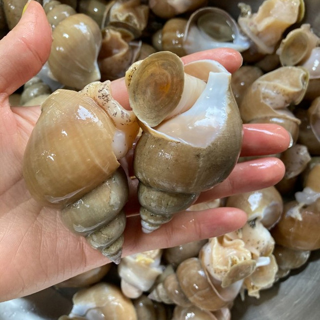 [당일조업] 동해안 자연산100% 백고동 백골뱅이 골뱅이 고동 생물 급냉, 1개, 생물 1kg 중