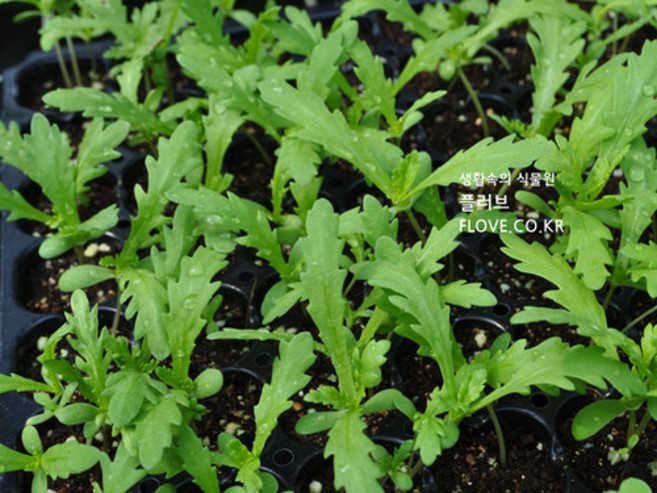 트레이(쑥갓), 1개