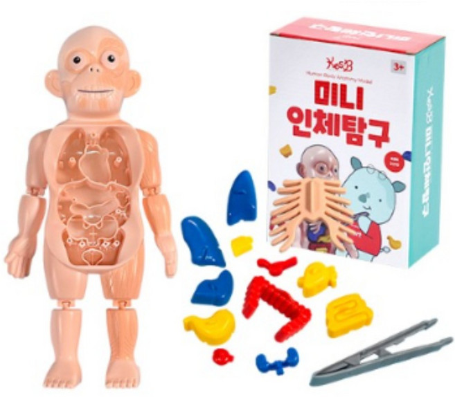 우리몸 장기해부 과학교구 미니인체탐구