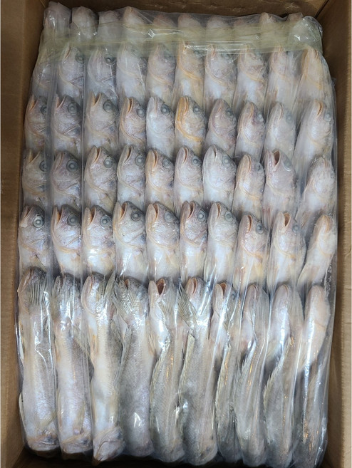 [삼성씨푸드] 침조기 140미 13.5kg 황민어 참조기 굴비 긴가이석태 도매, 1개