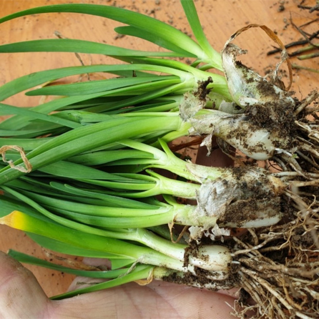 두메부추종근 / 4년생 / 100주 / 평창게으른농부, 1개