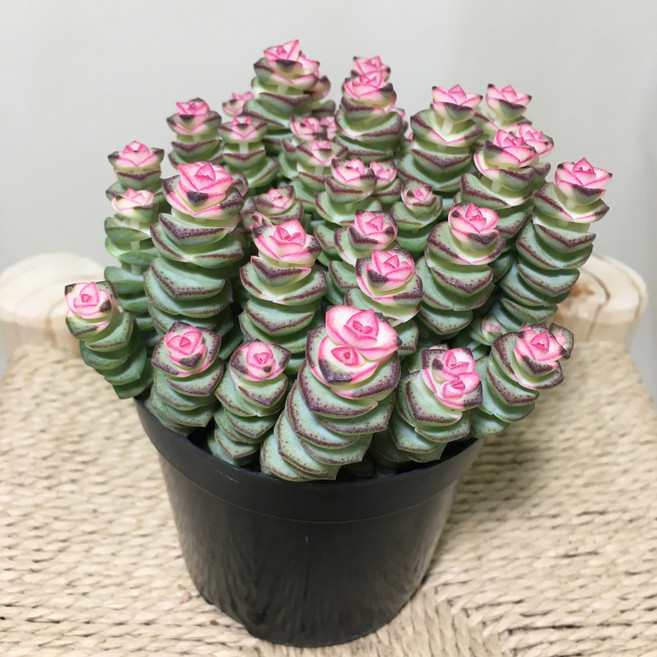 [해피그린 화원] 루페스트리 루페스트리금 루페금 크레슐라 미니다육 다육식물 특이식물 희귀식물 반려식물 공기정화식물 식물 174 화원 농원, 1개