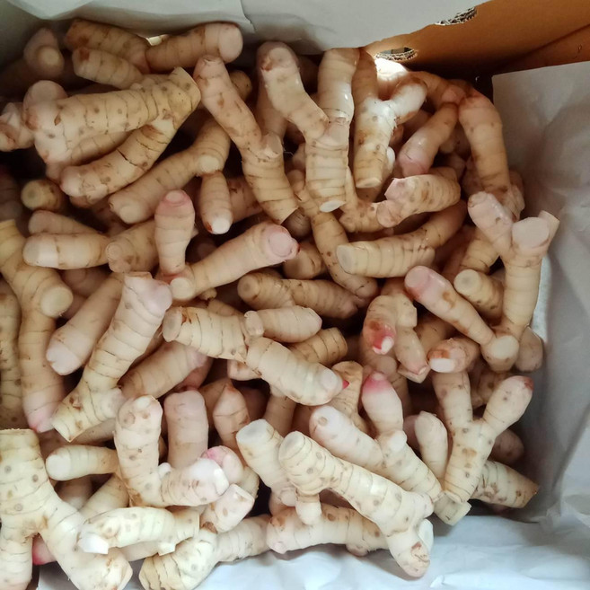 갈랑가(Galanga), 1박스, 10kg