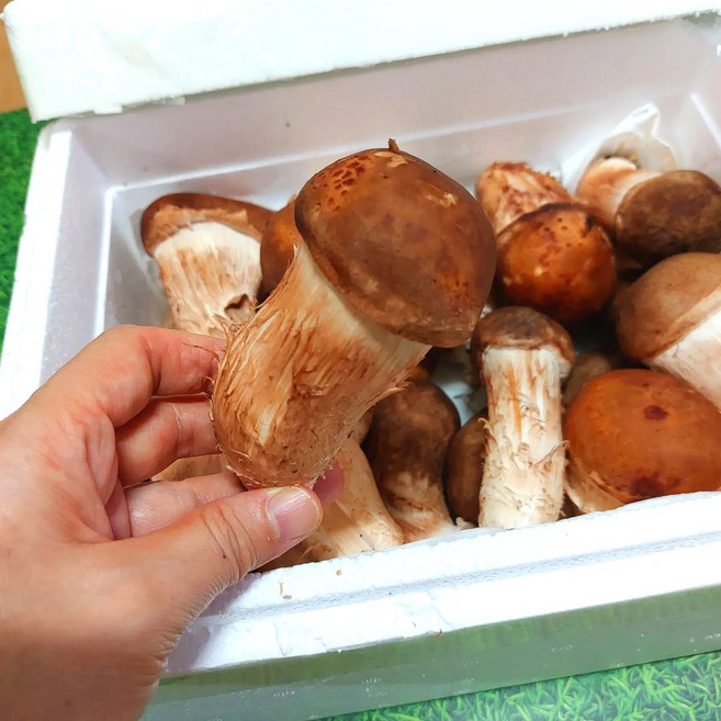 무농약 참송이 버섯 송이버섯 선물용 특품 상품 가정용, 1박스, 상품 1kg