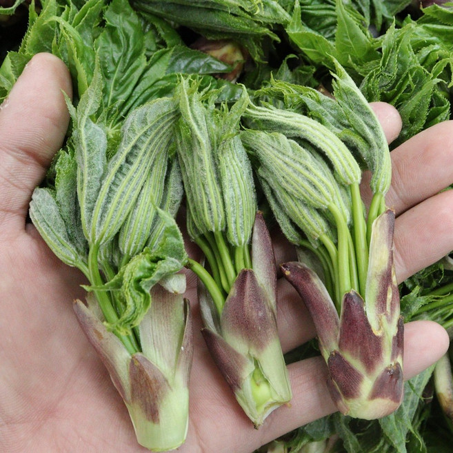 청송 자연산 산두릅 오가피 개두릅 참두릅 엄나무순 오가피순 1kg, 푸띠 청송 오가피순 1kg, 1개