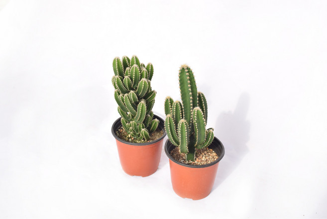 서비내 귀면각 선인장(기둥선인장) Cereus jamacaru 플랜테리어 인테리어 반려식물 공기정화식물, 1개